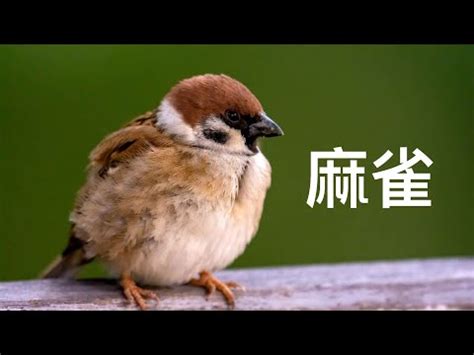 麻雀进屋预示什么|【麻雀進屋什麼意思】麻雀進宅，吉兆還是凶兆？揭秘麻雀進屋背後的神秘寓意。